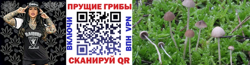 Галлюциногенные грибы Psilocybe  hydra tor  Макаров  закладки 